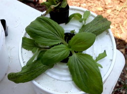 Worlds Simplest Hydroponics Setup