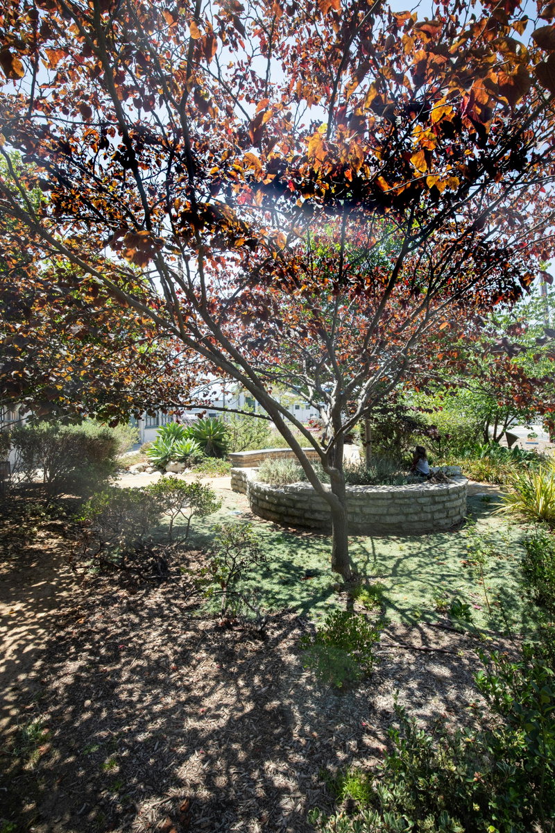 Eastern Redbud