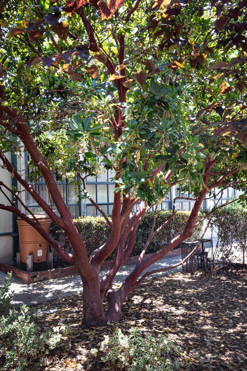 Arbutus 'Marina' (Arbutus menziesii)
