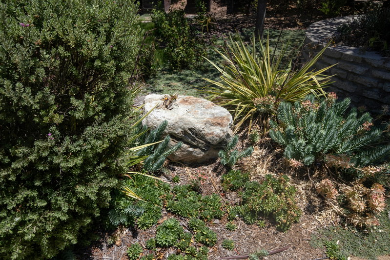 Rock and Plants