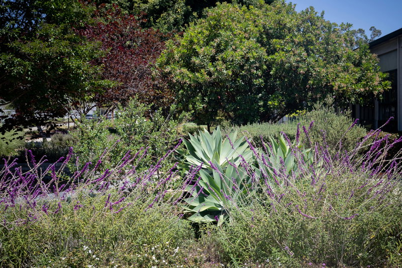 Plants