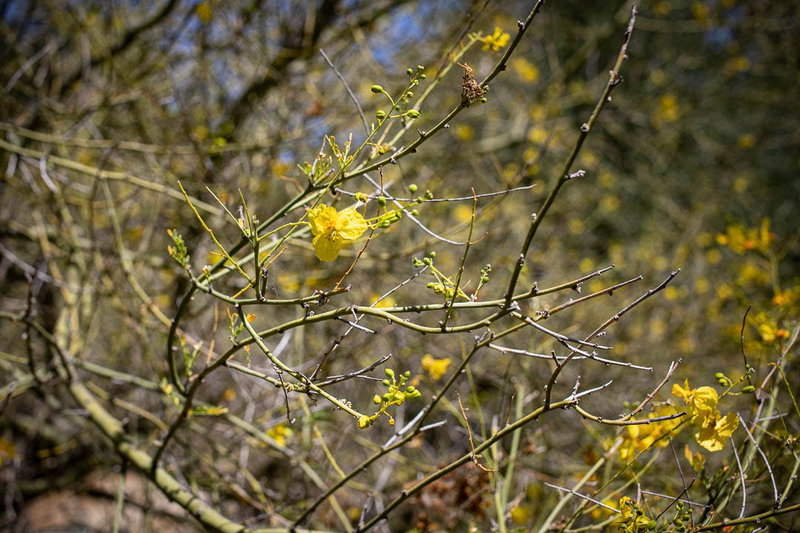 Wildflowers