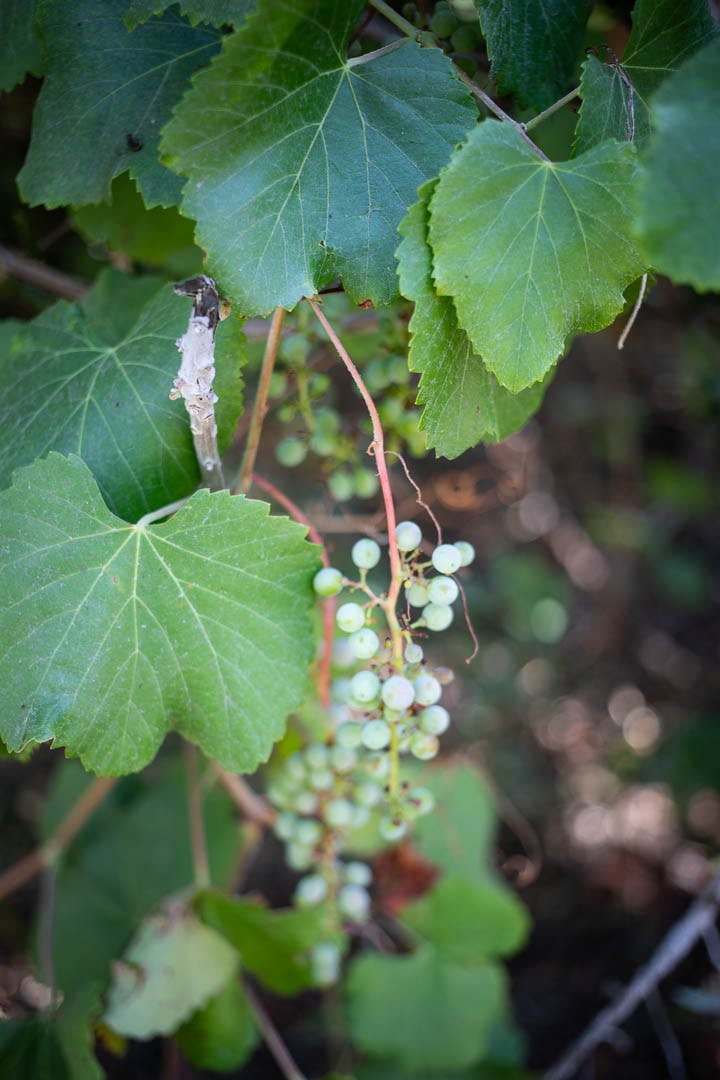 Grapes