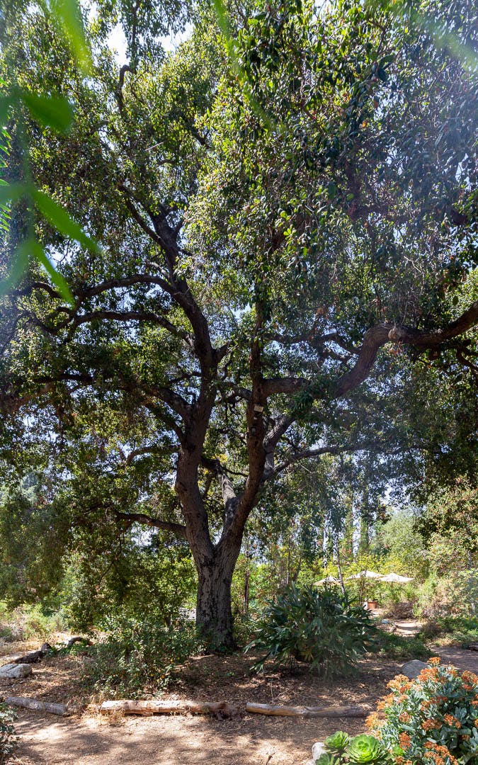 Peruvian Pepper Tree