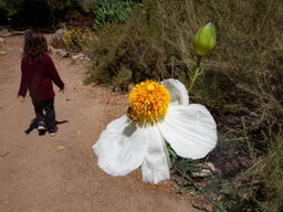 Visiting Arlington Gardens in Pasadena