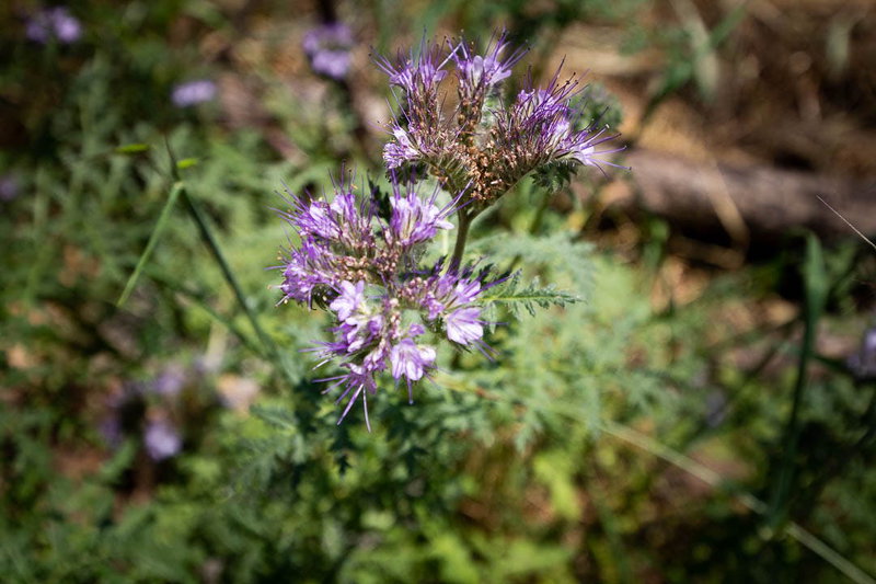 Phacelia tanacetifolia (Fiddleneck)