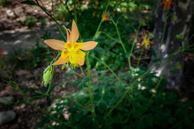 Columbine