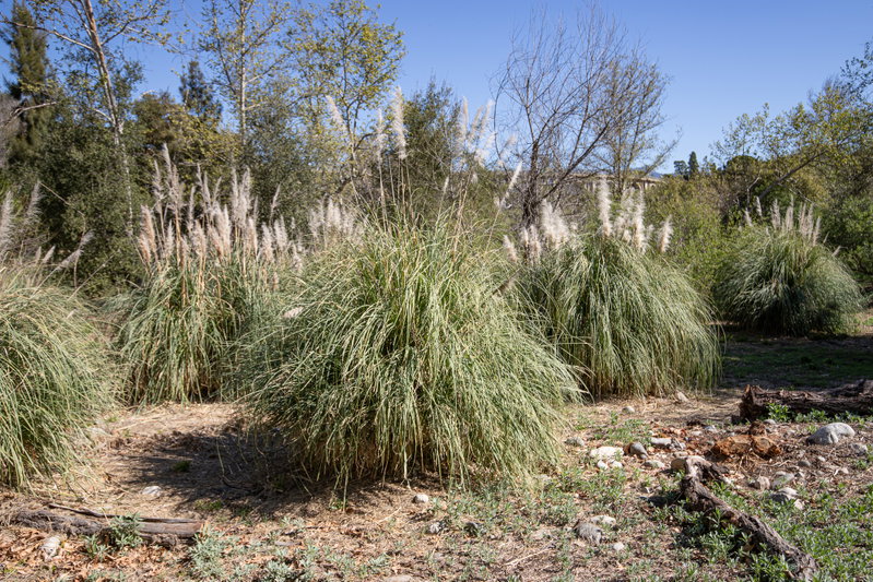 Pompas grass (invasive).