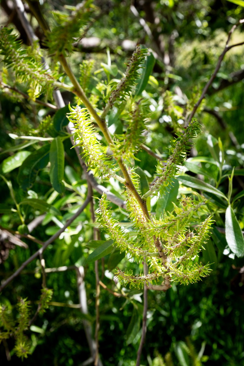 Willow