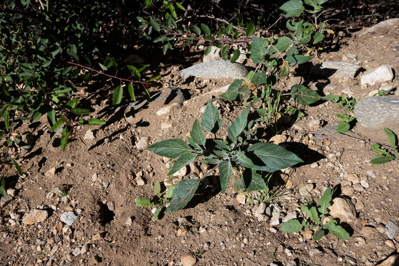 Datura