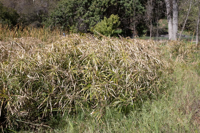 Umbrella grass