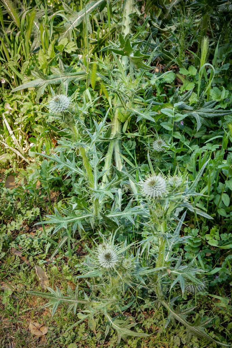 Thistle