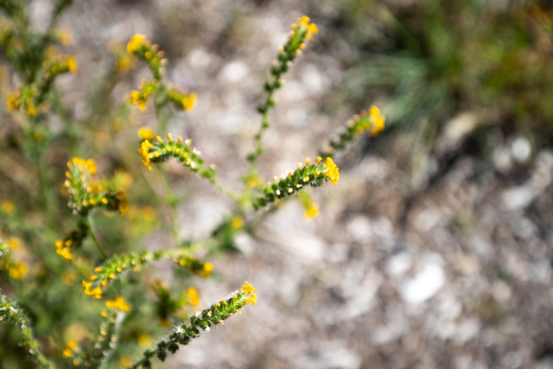 Fiddleneck (Amsinckia)