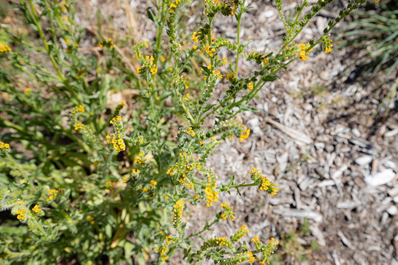 Fiddleneck (Amsinckia)