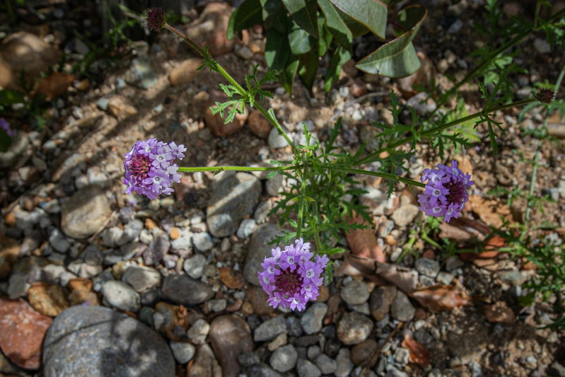 Verbena