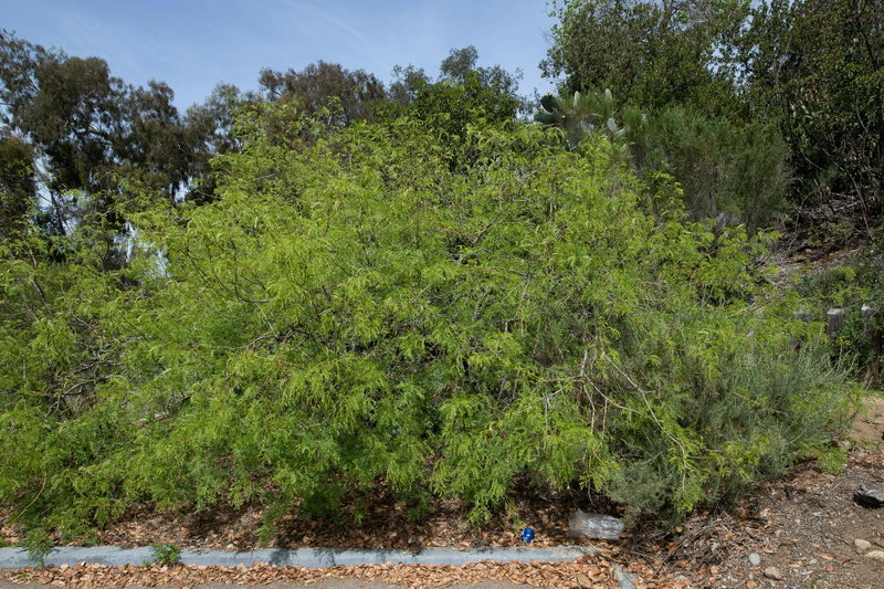 Honey Mesquite (Prosopis glandulosa)
