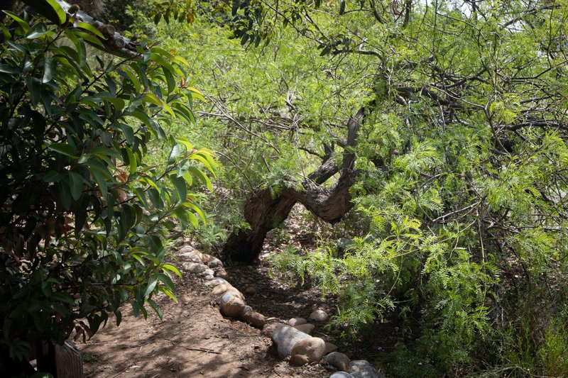 Honey Mesquite (Prosopis glandulosa)