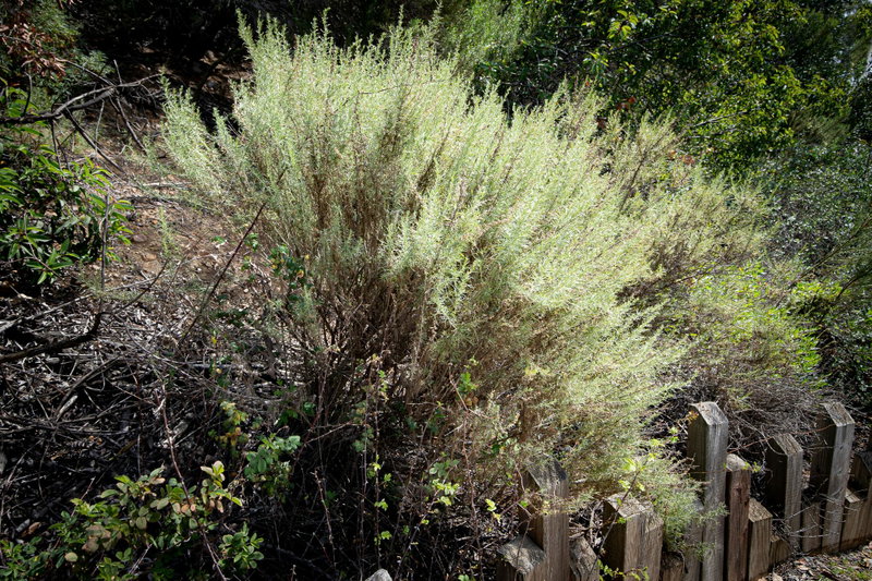 Coastal Sagebrush (Artemisia Californica)