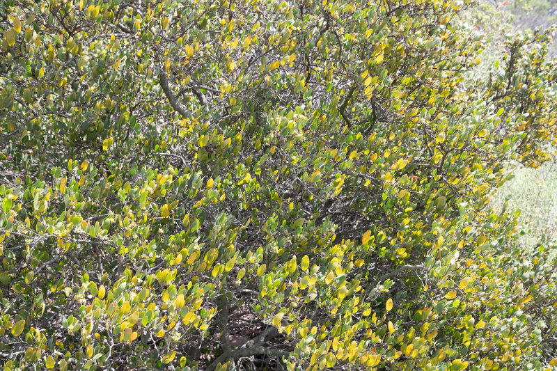 Jojoba (Simmondsia chinensis)