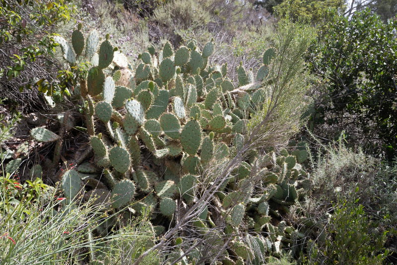 Coast Prickly Pear (Opuntia littoralis)