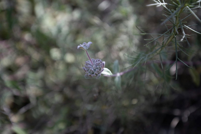 Purple Sage
