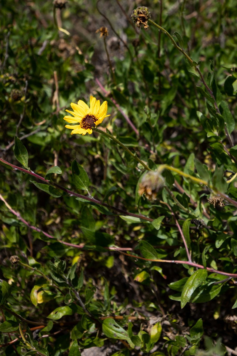 California brittlebush (Encelia californica)