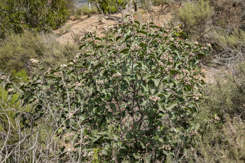 Sugar Sumac (Rhus ovata)