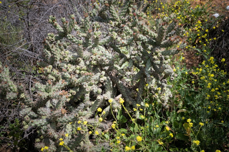 Coastal Cholla (Cylindropuntia prolifera)