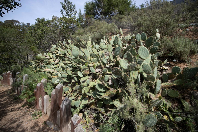 Coast Prickly Pear (Opuntia littoralis)