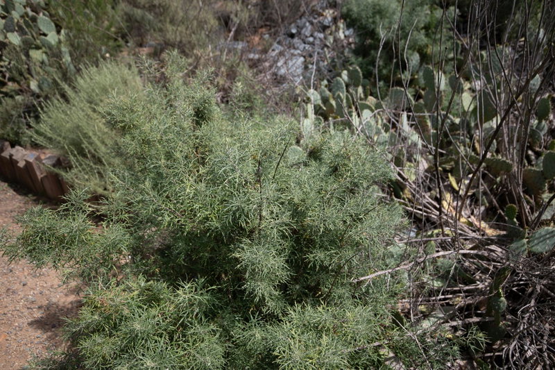Coastal sagebrush (Artemisia californica)