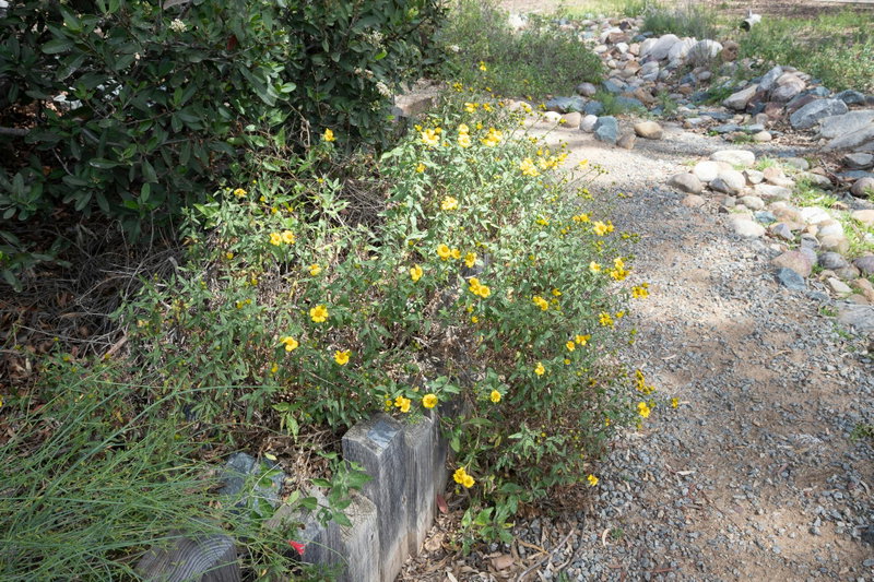 California brittlebush
