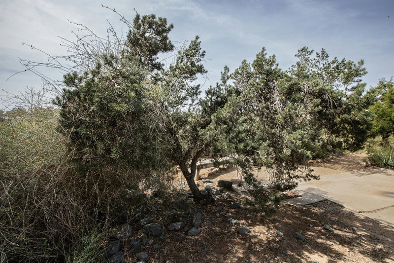 Pine (Pinus)