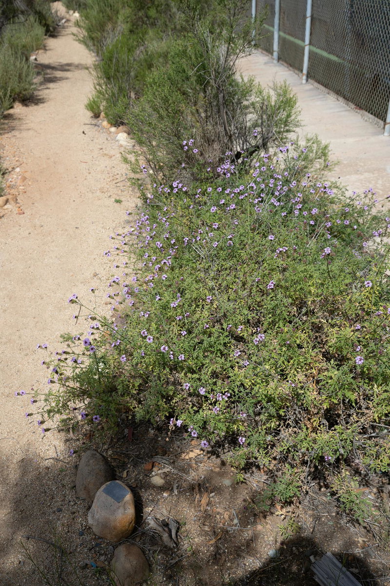 Southwestern Mock Vervain (Verbena gooddingii)