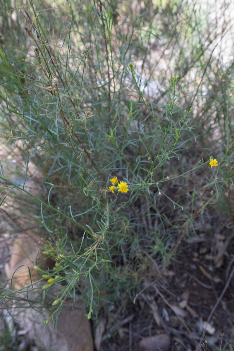 Snakeweed
