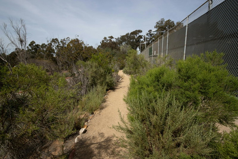 Path lined with Sagebrush, Chamise, and other native plants