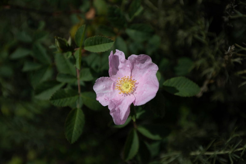 California wildrose (Rosa californica)