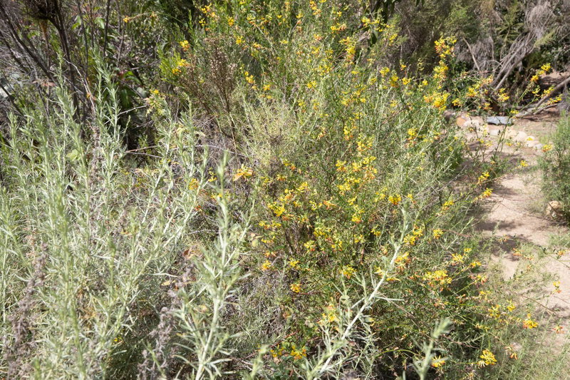 Island Broom (Acmispon dendroideus)