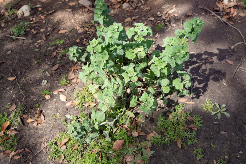 Horehound