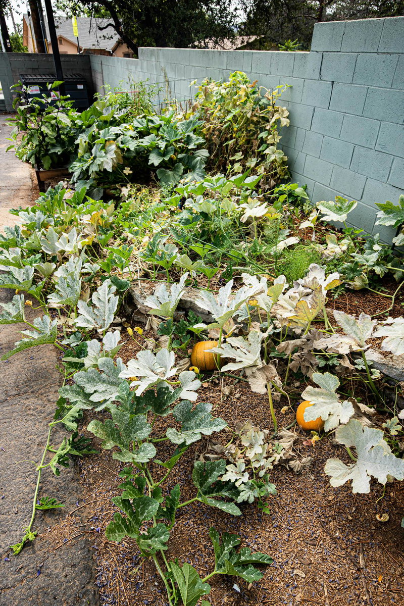 Vegetable Garden