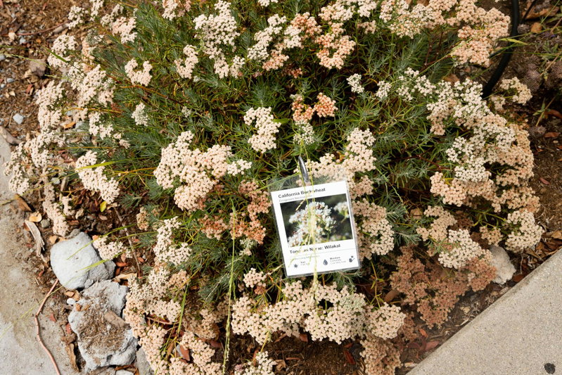 California Buckwheat (Eriogonum fasciculatum)