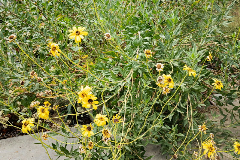 California Coast Sunflower (Encelia californica)