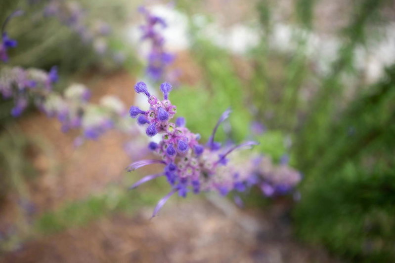 Wooly Bluecurls (Trichostema lanatum)
