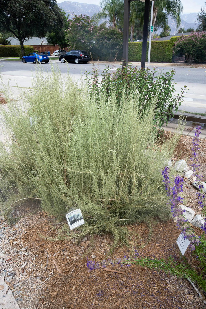 California Sagebrush (Artemisia californica)