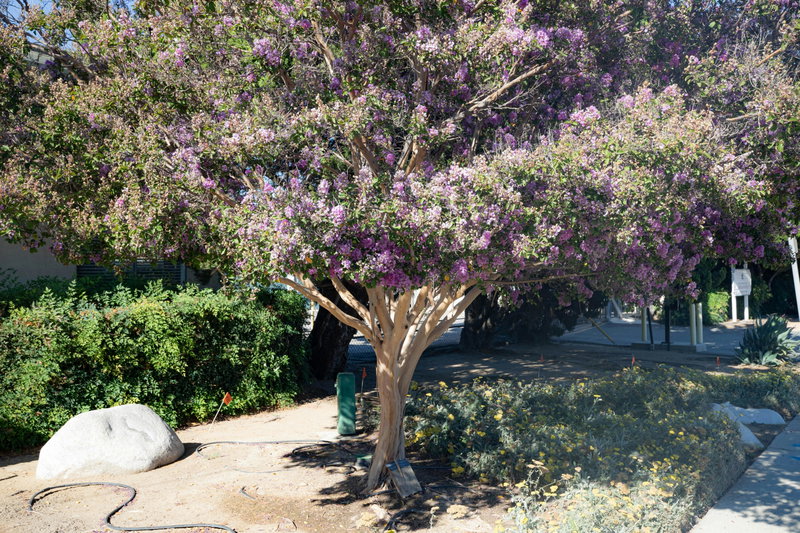 Crapemyrtle