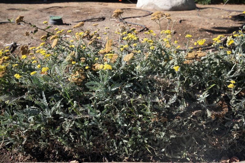 Yarrow (Eriophyllum confertiflorum)