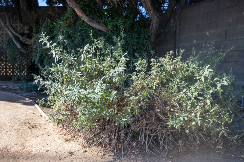 Purple Sage (Salvia leucophylla)