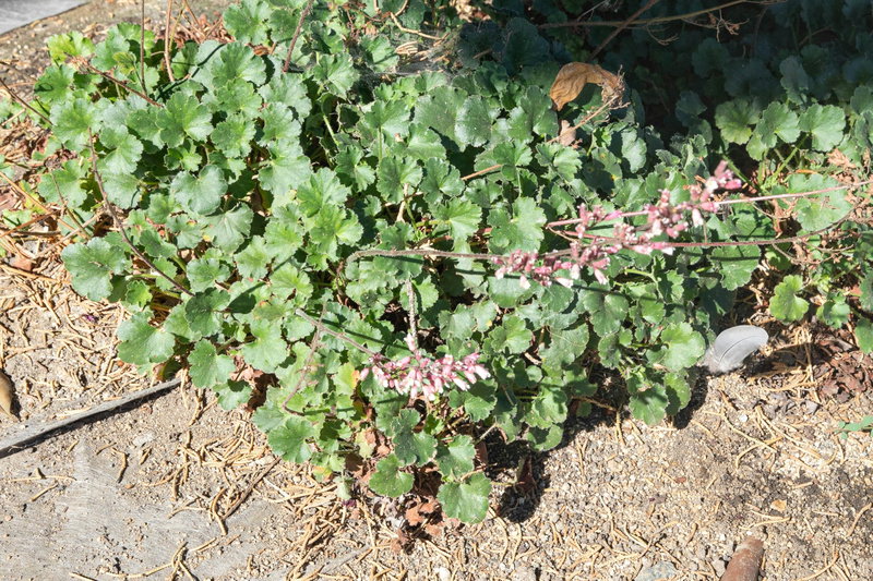 Coralbells (Heuchera)