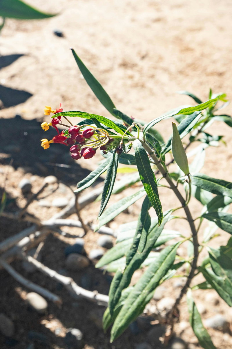 Tropical Milkweed