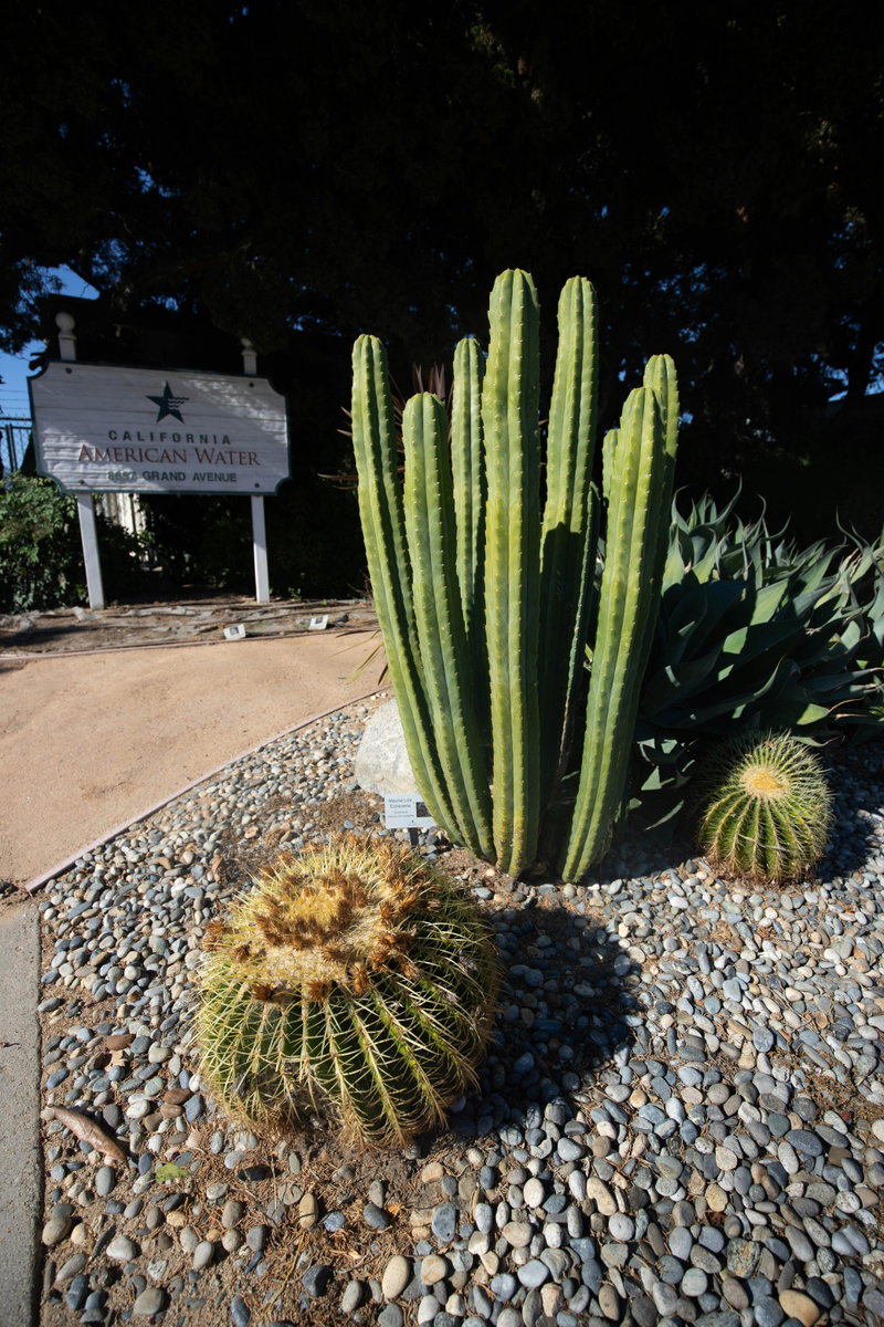Cacti