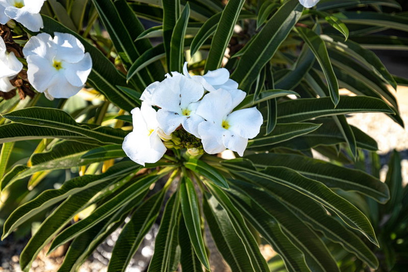 Flowering Madagascar Palm